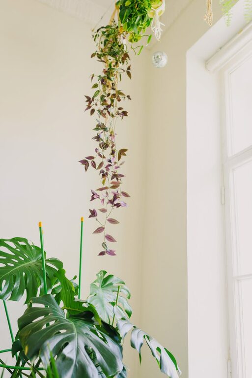 How to Refresh Your Home with Plants: Simple Tips for a Greener Space